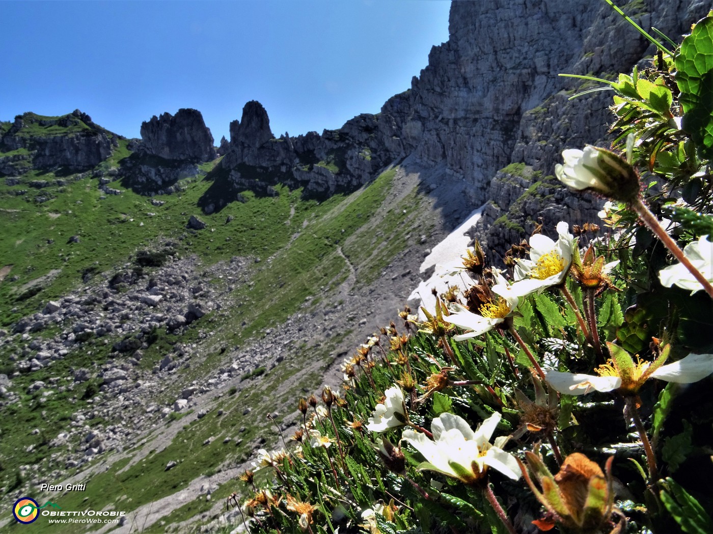 40 Camedrio alpino (Dryas octopetala) in fioritura avanzata con ultima stisciata di neve.JPG -                                